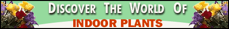 Discover The World Of Indoor Plants