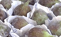 Fig