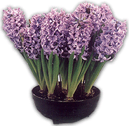 Hyacinth