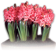 Hyacinth