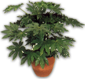 Japanese Aralia